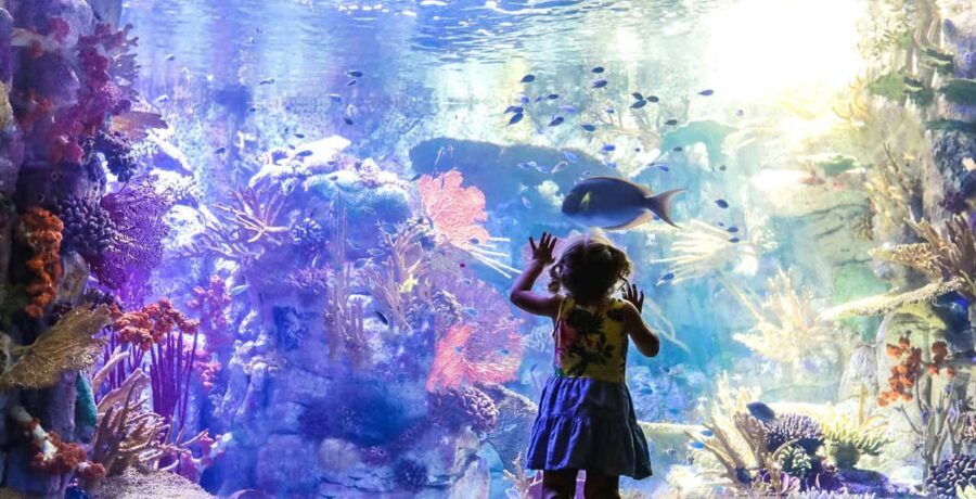 San Diego Pass: Save up to 50% - Includes LEGOLAND - Quick takeaways before you buy