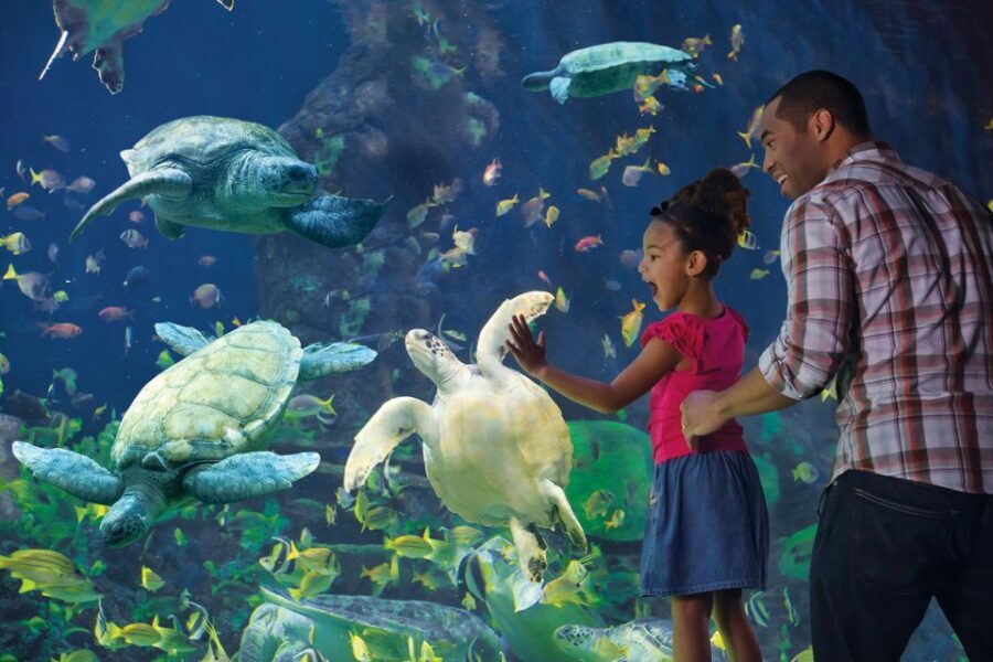 San Diego Pass: Save up to 50% - Includes LEGOLAND - Aquariums, science, and museums: best for mixed-age groups