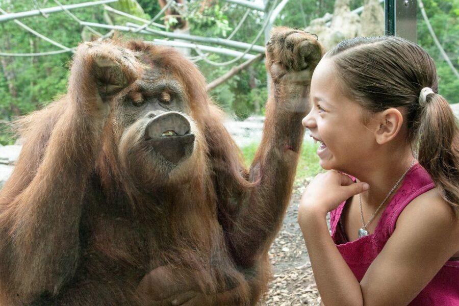 San Diego Pass: Save up to 50% - Includes LEGOLAND - Small-town amusement stops: Belmont Park and Knott’s Berry Farm