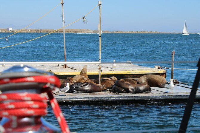 San Diego Private Morning Sail up to 12 guests - From Safe Harbor Sunroad to Sea Lions: The Real Value
