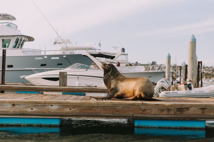 San Diego: San Diego Bay Dog-Friendly Eco Pedal Boat Rentals - How the pedal boat works (and what to bring for comfort)