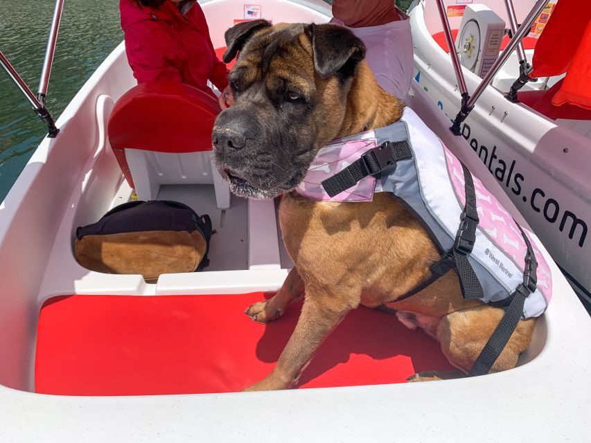 San Diego: San Diego Bay Dog-Friendly Eco Pedal Boat Rentals - What the service feels like: clear instructions, calm check-in