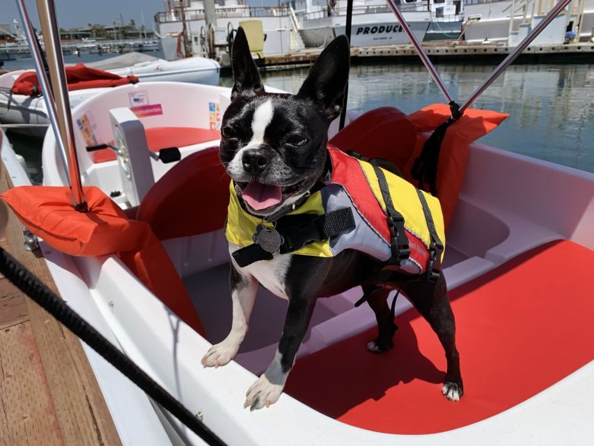 San Diego: San Diego Bay Dog-Friendly Eco Pedal Boat Rentals - Who this is best for (and who should skip it)