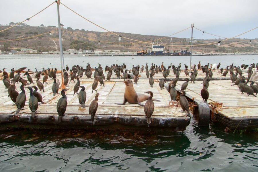 San Diego: SEAL City Tour by Amphibious Bus - From street to surf: how the amphibious bus ride actually feels
