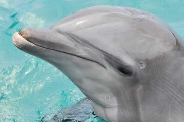 San Diego: SeaWorld Skip-the-Line Park Admission Ticket - Electric Eel, Manta, and the coasters that set the pace