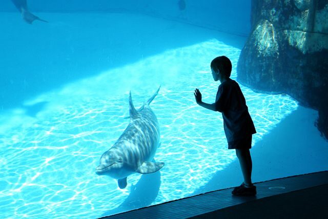 San Diego: SeaWorld Skip-the-Line Park Admission Ticket - Accessibility and the practical rules that affect your comfort