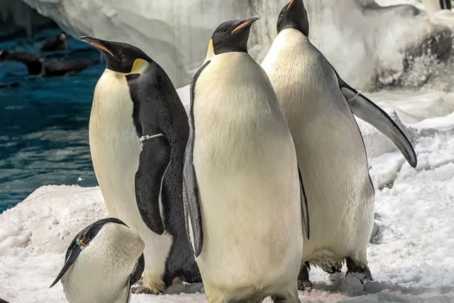 San Diego: SeaWorld Skip-the-Line Park Admission Ticket - Entering faster: ticket line vs ride lines you should expect