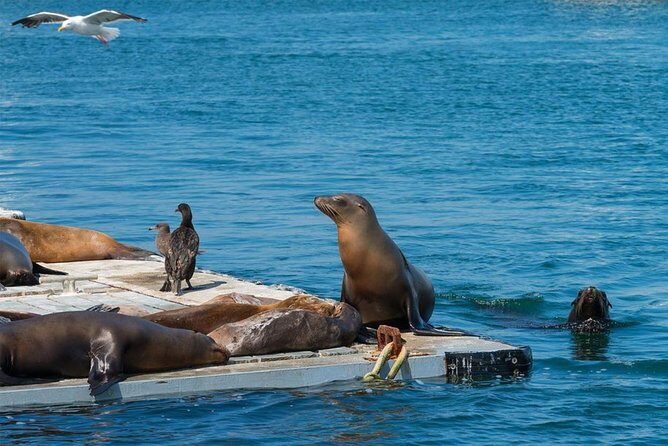 San Diego Shore Excursion: San Diego Seal Tour - Price at About $53.41: What You’re Really Buying