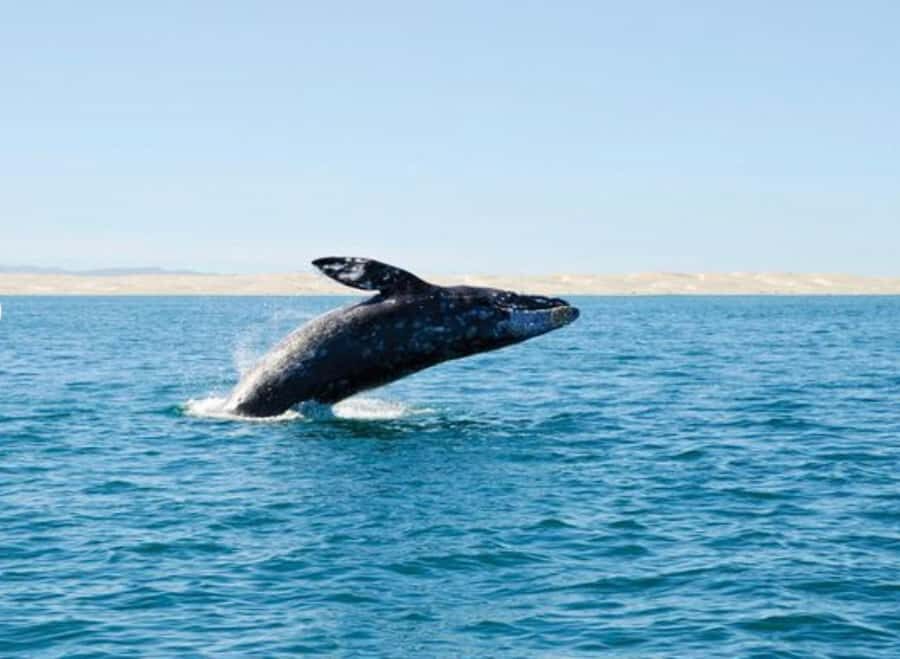 San Diego: Whale and Dolphin Watching Cruise - Why San Diego is a year-round whale watching hotspot