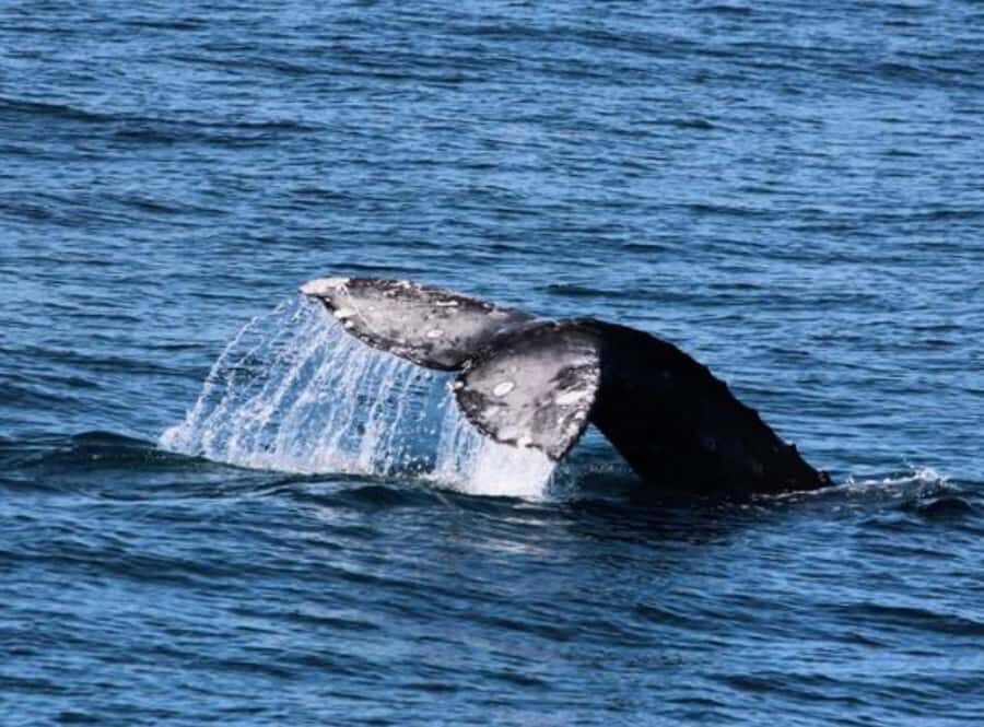 San Diego: Whale and Dolphin Watching Cruise - What happens once you’re on the boat: comfort and the scanning rhythm