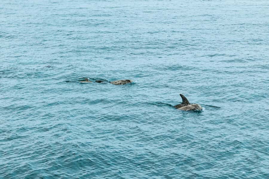 San Diego: Whale and Dolphin Watching Cruise - Natural History Museum narration: why the learning feels practical