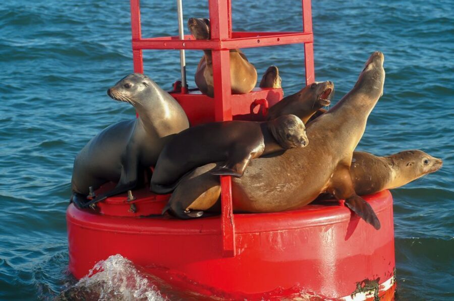 San Diego: Whale and Dolphin Watching Cruise - San Diego landmarks from the water: more than just whales