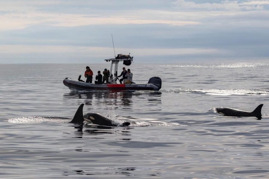 San Diego: Whale and Dolphin Watching Speedboat Tour - Key things I’d plan around before you go