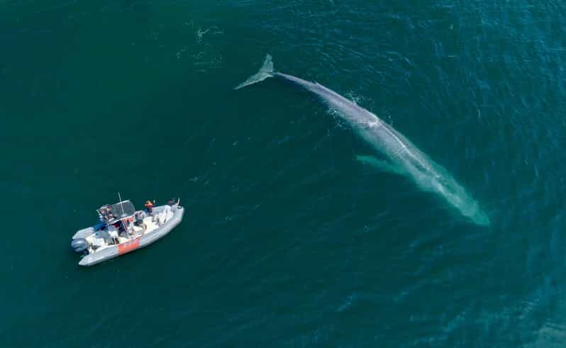 San Diego: Whale and Dolphin Watching Speedboat Tour - When you should book, and when you should pass