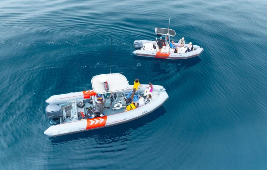 San Diego: Whale and Dolphin Watching Speedboat Tour - Whale seasons you can plan for: gray, blue, and humpback