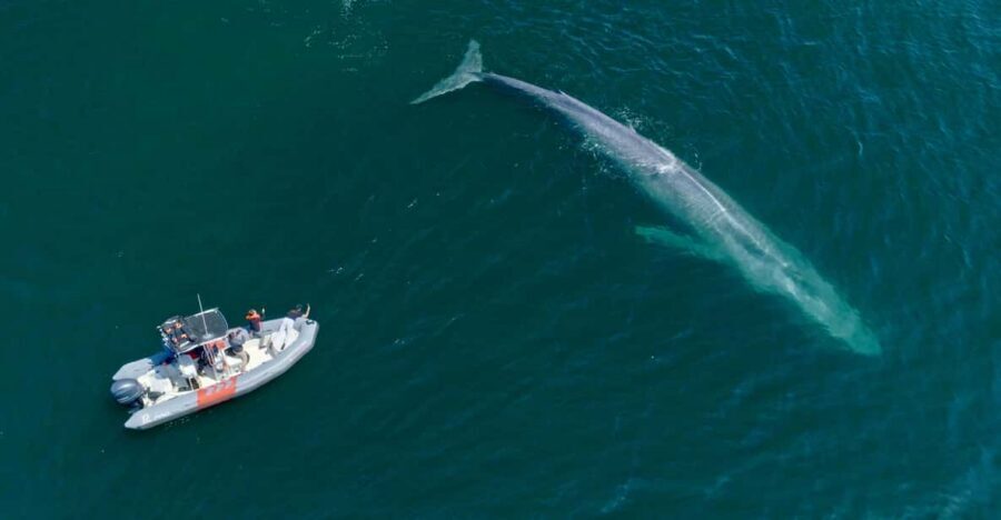 San Diego: Whale and Dolphin Watching Speedboat Tour - Dolphins year-round: why the speedboat style works so well