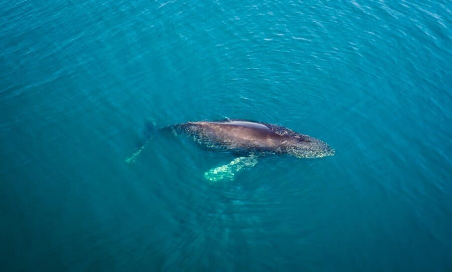 San Diego: Whale and Dolphin Watching Speedboat Tour - Expert commentary that keeps your brain switched on