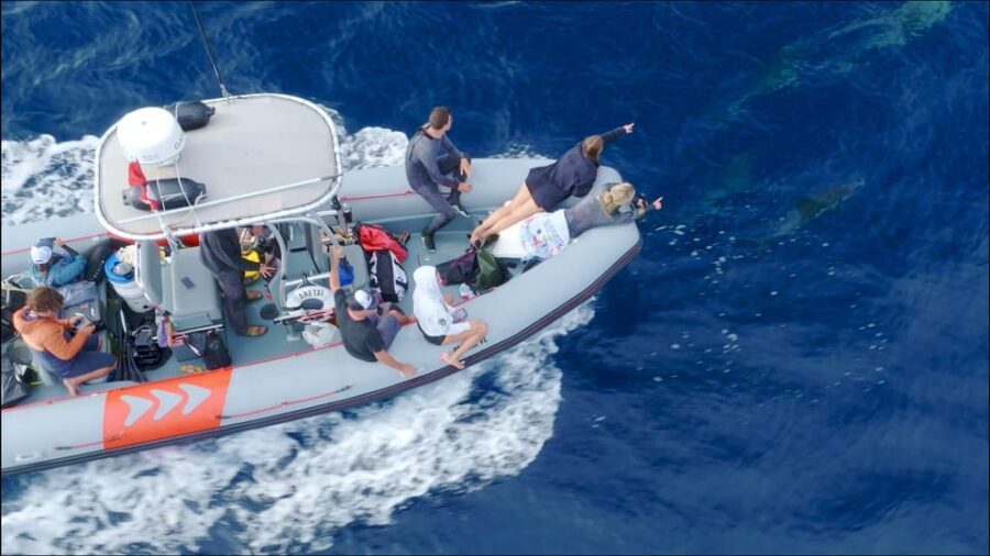 San Diego: Whale and Dolphin Watching Speedboat Tour - What to bring (and what to skip) for comfort on the water