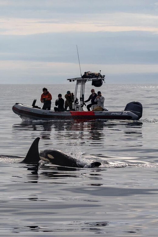 San Diego: Whale and Dolphin Watching Speedboat Tour - Logistics that matter: languages, group size, and onboard expectations