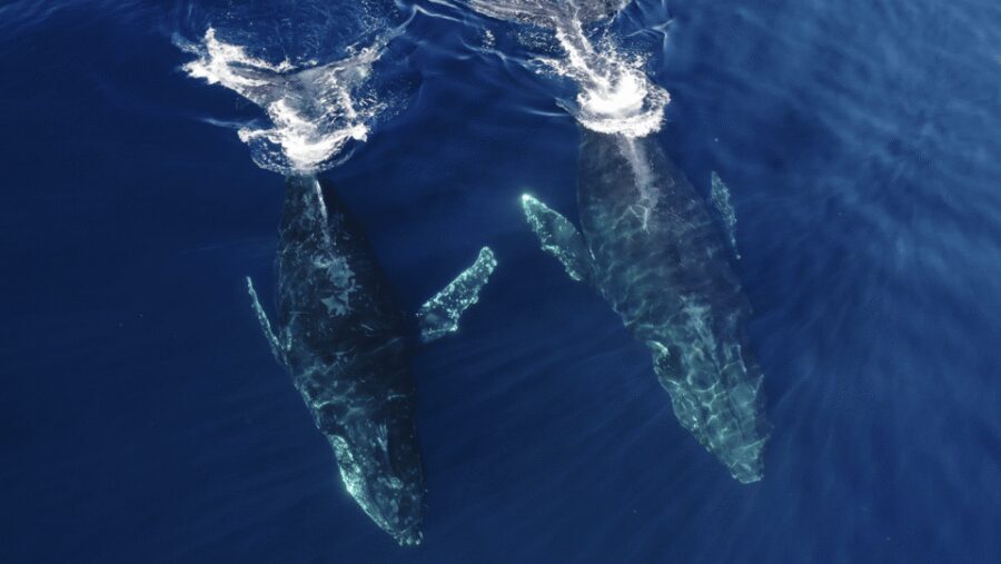 San Diego: Whale and Dolphin Watching Speedboat Tour - Price and value: is $188 for 3 hours actually fair?