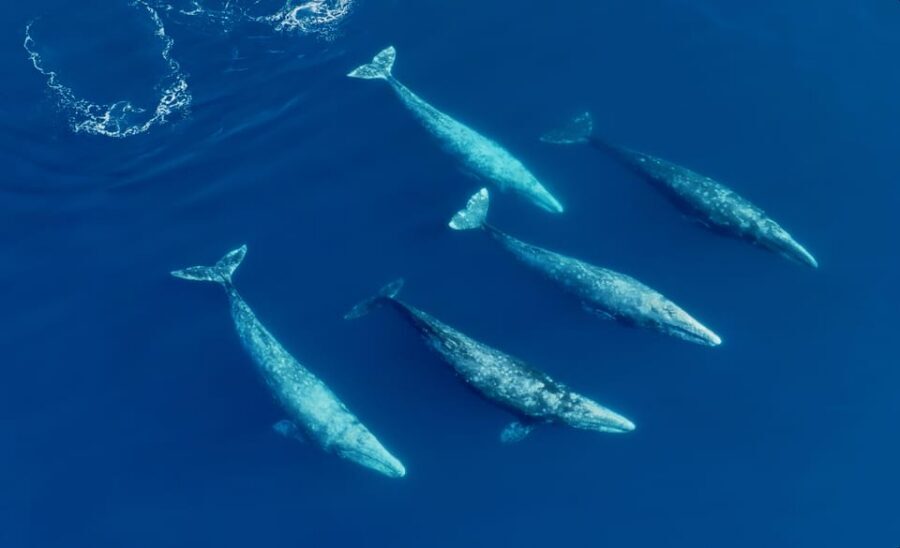 San Diego: Whale and Dolphin Watching Speedboat Tour - The 3-hour cruise: what the timeline feels like once you’re moving