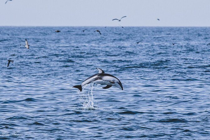 San Diego Whale/Dolphin Watching Cruise Aboard Luxury Vessel - The narration that actually helps you spot wildlife