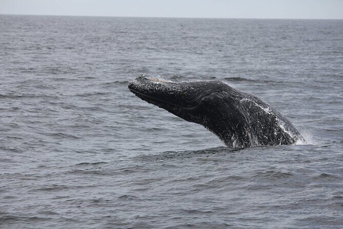 San Diego Whale/Dolphin Watching Cruise Aboard Luxury Vessel - Price and value: how $76 holds up for 3.5 hours at sea