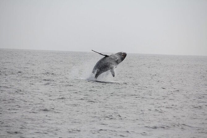San Diego Whale/Dolphin Watching Cruise Aboard Luxury Vessel - When to aim for this cruise: October through late fall mindset