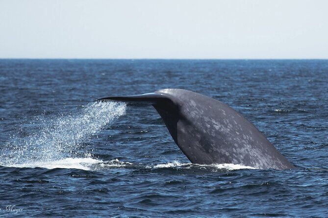 San Diego Whale/Dolphin Watching Cruise Aboard Luxury Vessel - Indoor comfort and stabilizers: how to stay focused on the ocean