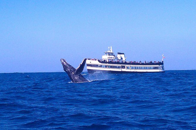 San Diego Whale Watching Cruise - Key things I’d circle before you book