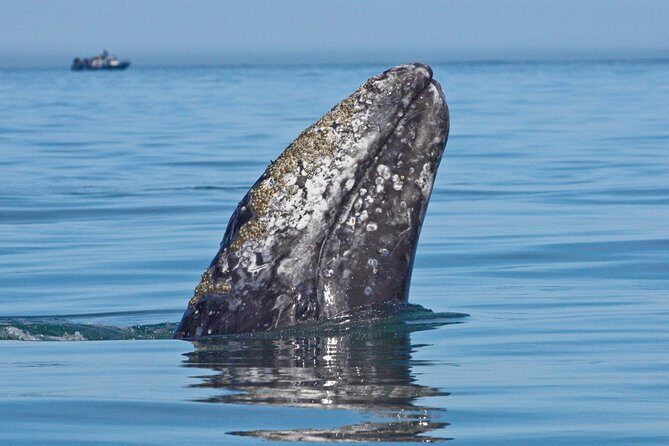 San Diego Whale Watching Cruise - Why the America sailing schooner makes this whale cruise feel different