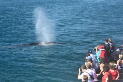 San Diego: Whale Watching Cruise - Your marine biologist onboard: what the narration does for you