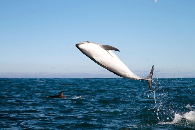 San Diego Whale Watching Cruise - How whale watching works here (and why it can take time)