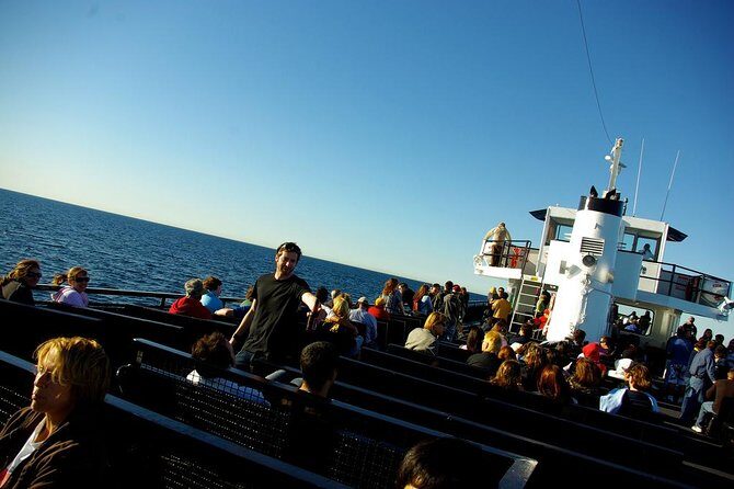 San Diego Whale Watching Cruise - Dolphin pods, sea lions, and the ocean show you get even without whales