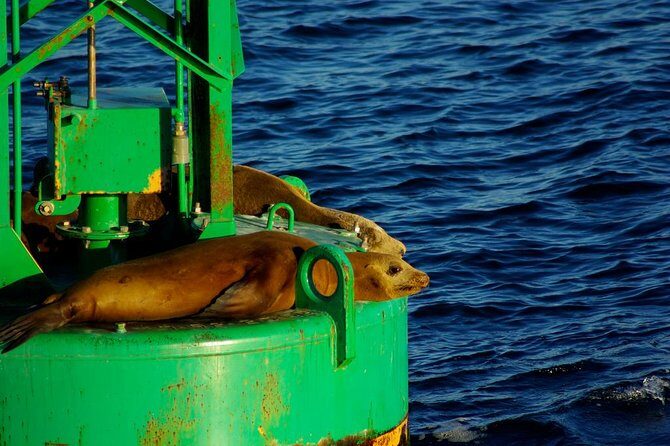San Diego Whale Watching Cruise - Comfort and seasickness: blankets, meds, and the no-seasickness promise
