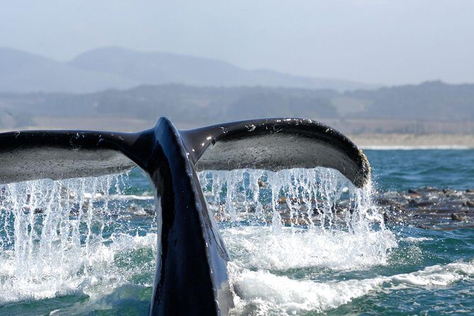 San Diego Whale Watching Cruise - The crew and narration: why people remember the facts, not just the whales