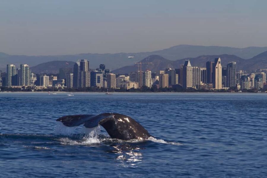 San Diego: Whale Watching Cruise on the Yacht America - A Real 4-Hour Plan: What Happens From Departure to Return