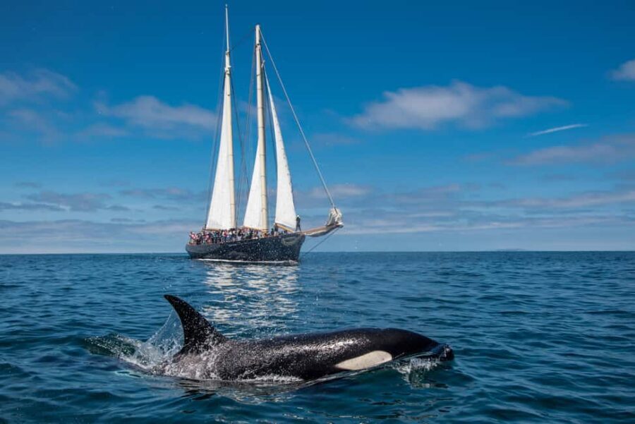 San Diego: Whale Watching Cruise on the Yacht America - Getting There: The 2050 Shelter Island Drive Check-In Spot