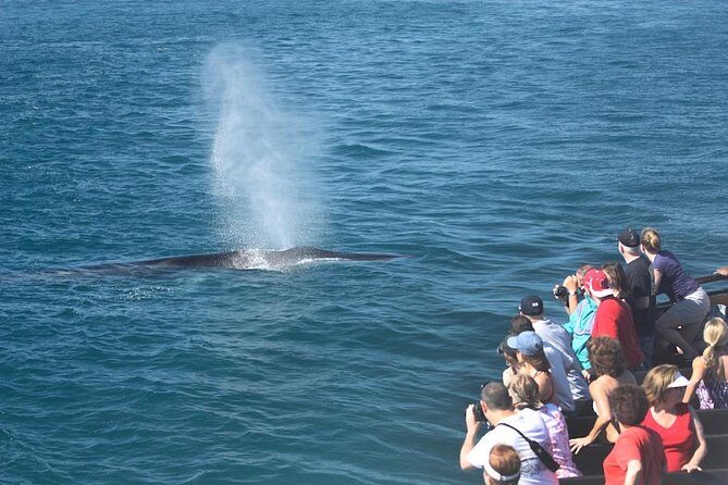 San Diego: Whale Watching Cruise - Your marine biologist onboard: what the narration does for you