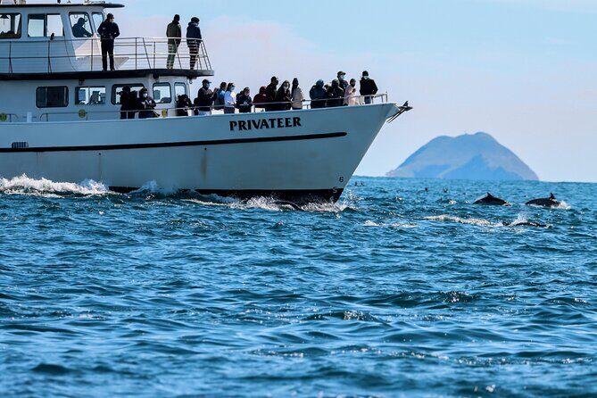San Diego Whale Watching & Dolphin Cruise - Key things to know before you go