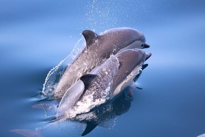 San Diego Whale Watching & Dolphin Cruise - The $71 value check: what you’re really paying for