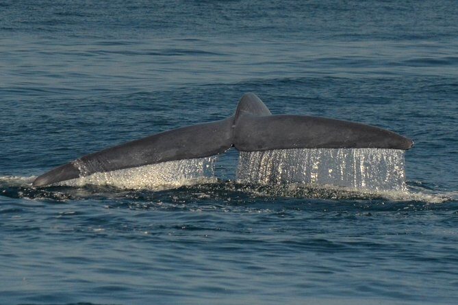 San Diego Whale Watching & Dolphin Cruise - Comfort and clothing: the temperature difference is real