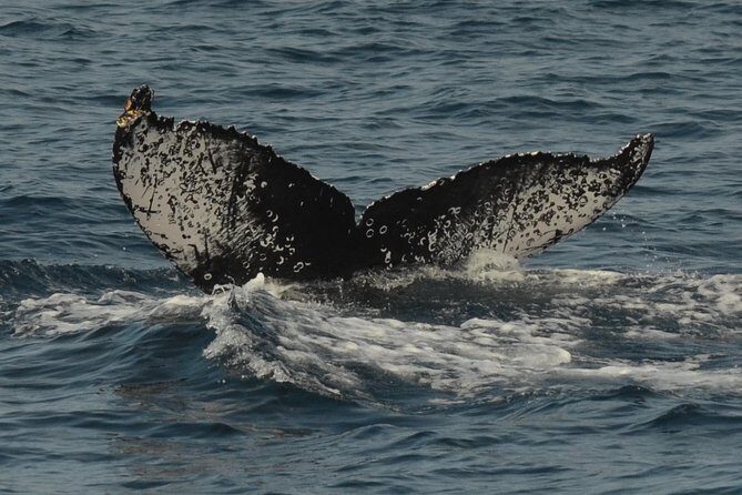 San Diego Whale Watching & Dolphin Cruise - Food, drinks, and the practical onboard stuff