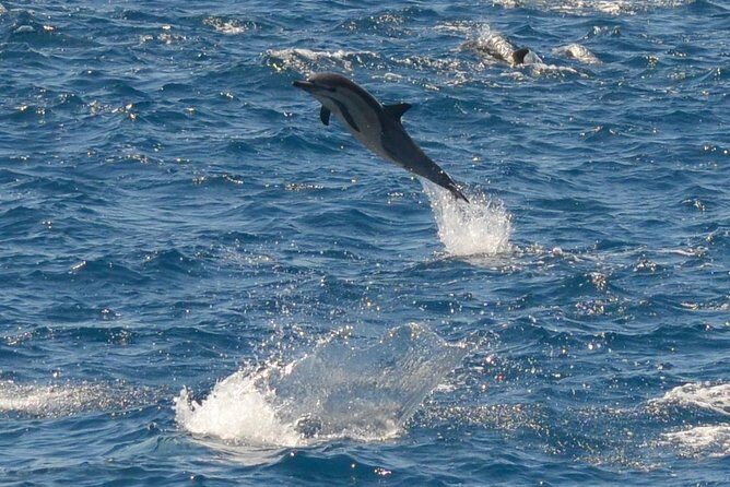 San Diego Whale Watching & Dolphin Cruise - The cruise route in plain English: what you’ll see minute by minute