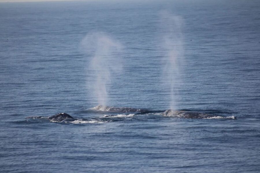 San Diego: Whale Watching Tour - Flagship Cruises & Events - Key takeaways before you go