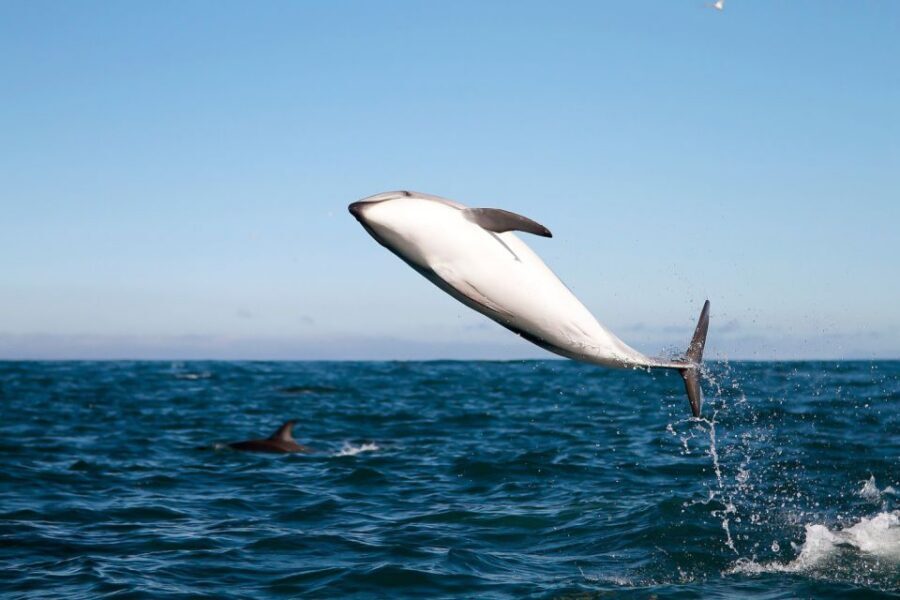 San Diego: Whale Watching Tour - Flagship Cruises & Events - San Diego Bay to open ocean: how the 210-minute loop really plays
