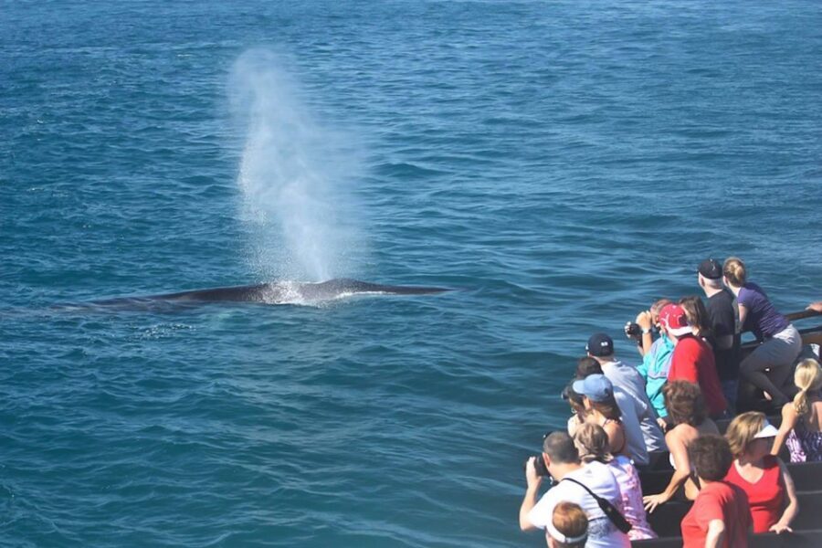 San Diego: Whale Watching Tour - Flagship Cruises & Events - Ocean experts on board: what the live commentary adds