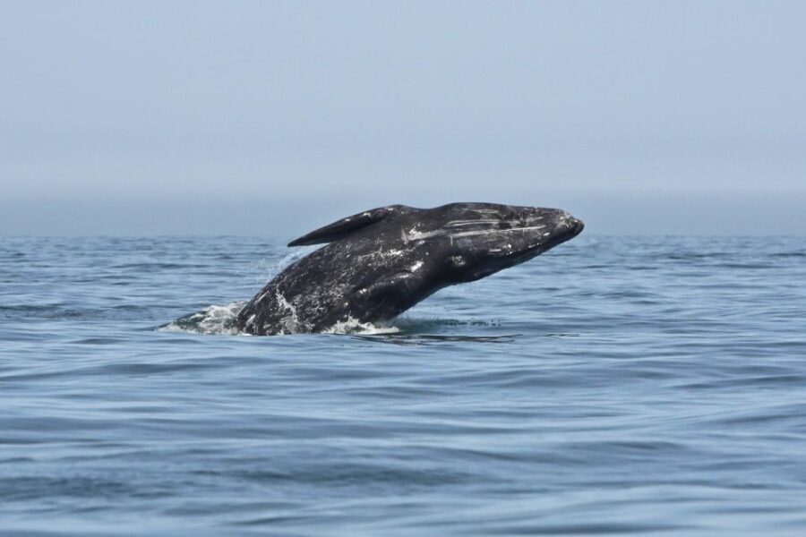San Diego: Whale Watching Tour - Flagship Cruises & Events - Weather and comfort: layers, sun, and seasickness prep