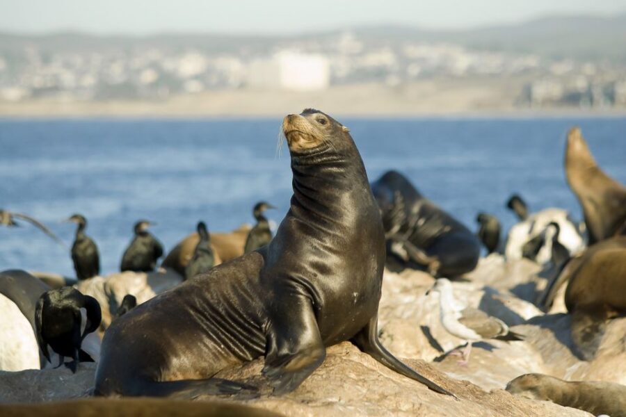 San Diego: Whale Watching Tour - Flagship Cruises & Events - Price and value at $54: what you’re really paying for