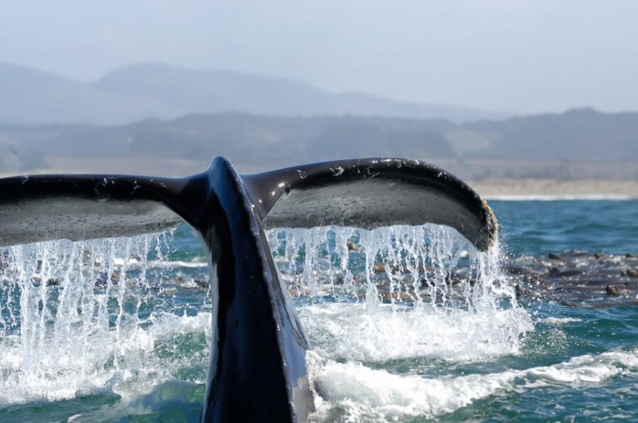 San Diego: Whale Watching Tour - Flagship Cruises & Events - Who this fits best (and who should think twice)